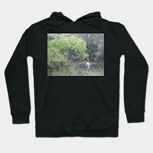 Wild Fennel Hoodie